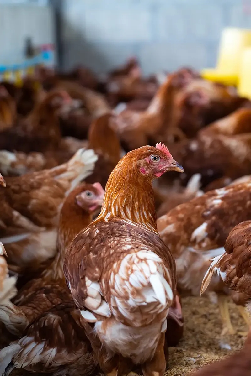 header-poules