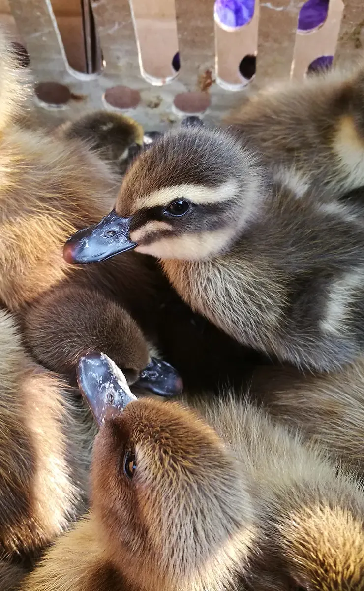 header-poussins